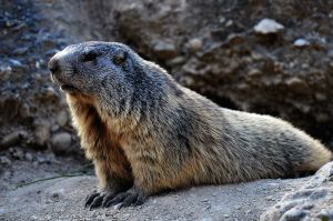  Marmot, Mont Dolphin, Durance Valley, France